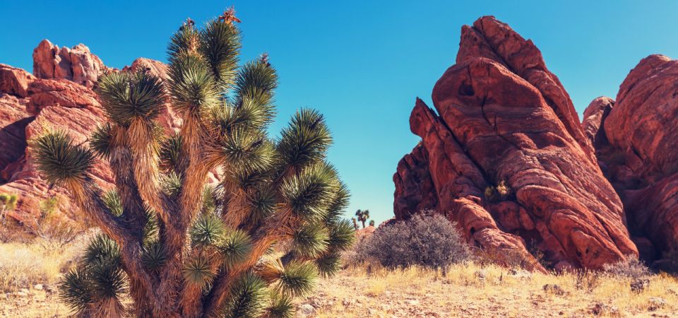 Joshua Tree National Park: Self-Guided Driving Tour - Key Points