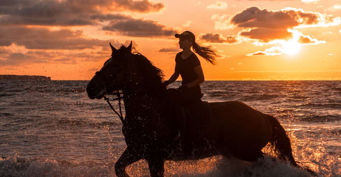 Kos: Horse Riding Experience on the Beach With Instructor - Key Points