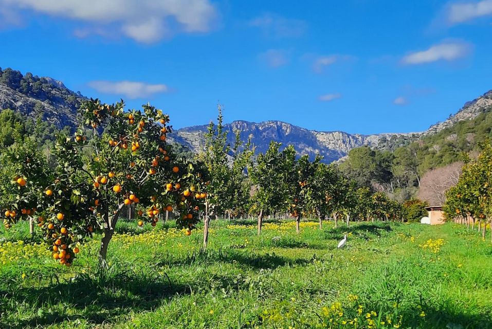 Mallorca: West Coast & Orange Valley Full Day Minbus Tour - Key Points