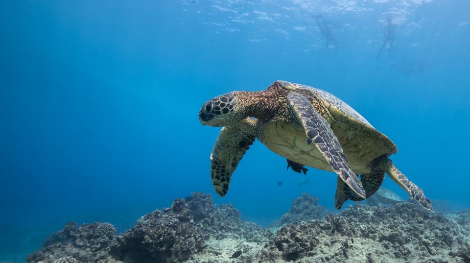Oahu: Honolulu Turtle Canyon Snorkeling Tour - Tour Overview