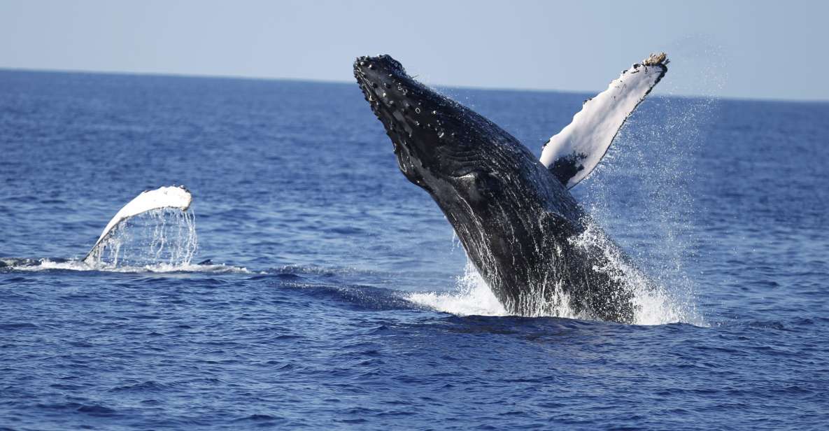 Oahu: Waikiki Whale Watching Tour-Donut and Coffee Included - Tour Details
