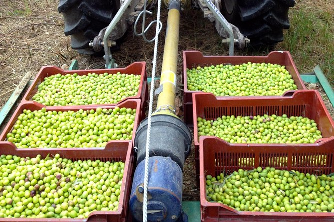 Olive Harvest in Provence - Key Points