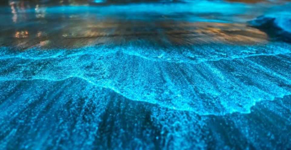 Orlando: Bioluminescence Kayak and Swim Adventure - Activity Details