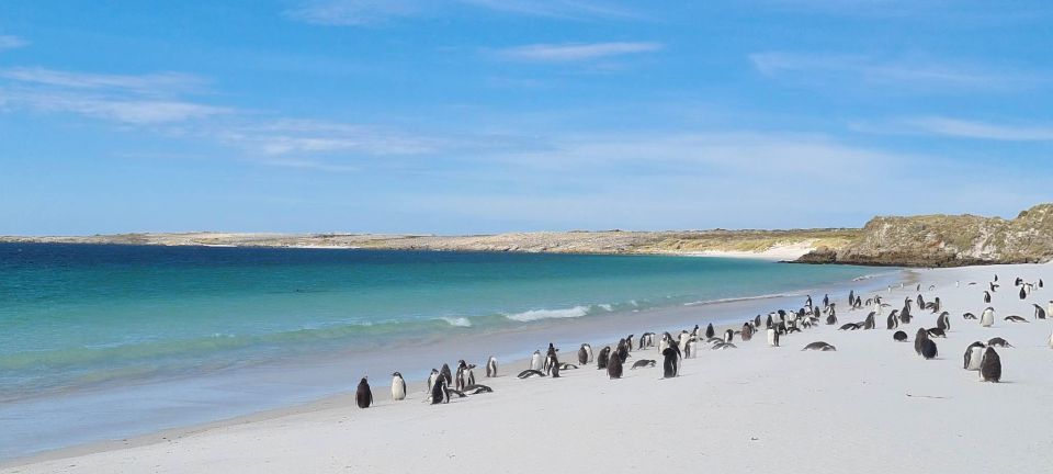 Private Coastal Gems Tour: Penguins, Scenery & Stanley - Key Points