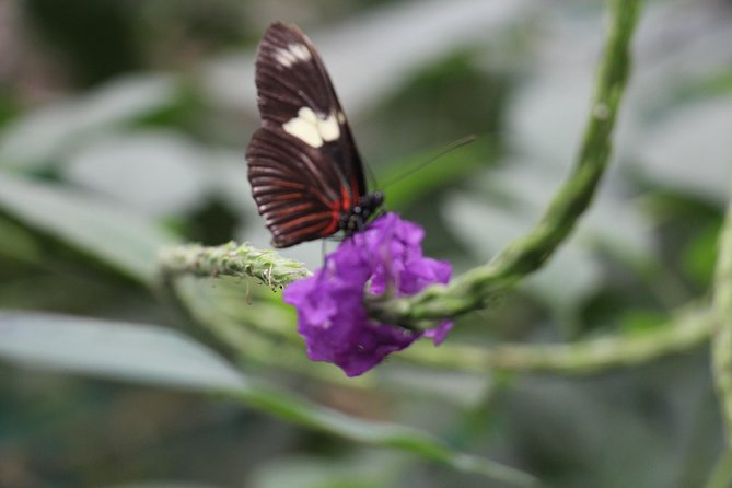 Private Full-Day Mindo Cloud Forest,Butterfly Farm, Chocolate Tour Bird Watching - Tour Highlights