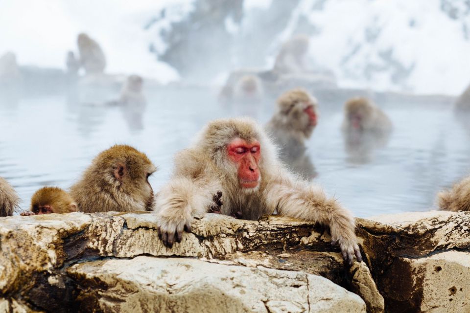 Private Snow Monkey Tour: From Nagano City / Ski Resorts - Key Points