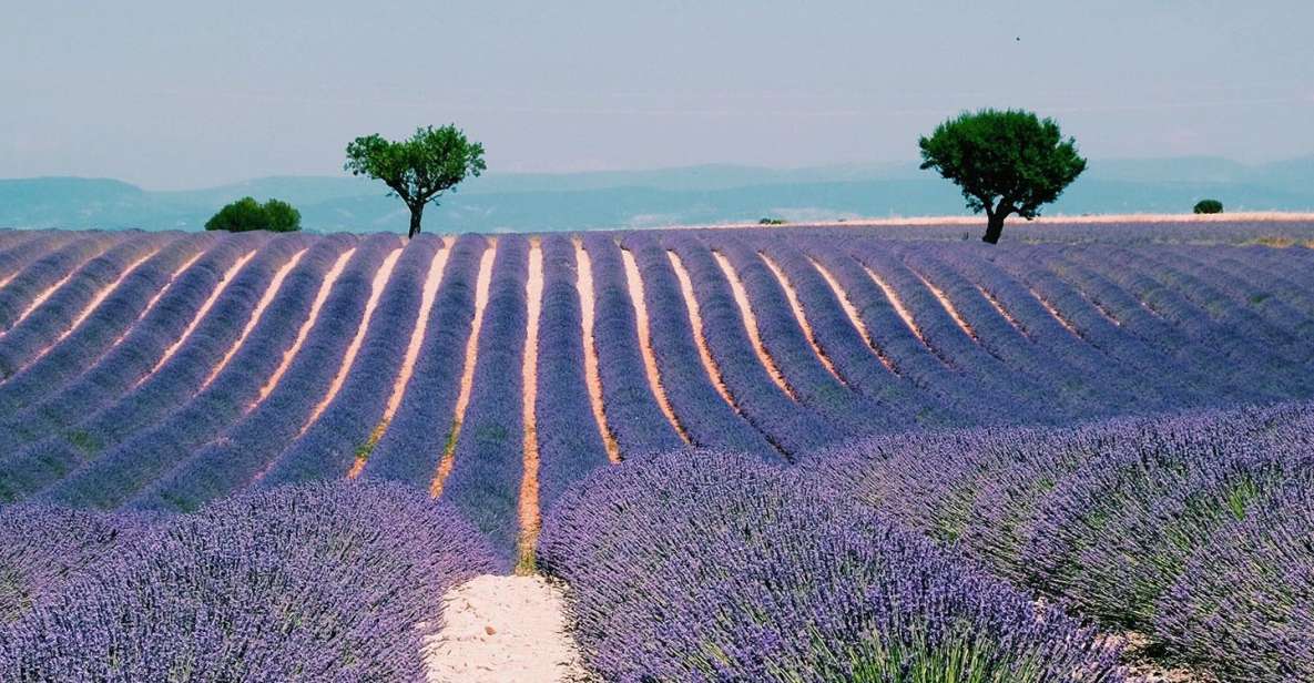 Provence, Vineyards & Lavender Fields Private Day Trip - Key Points