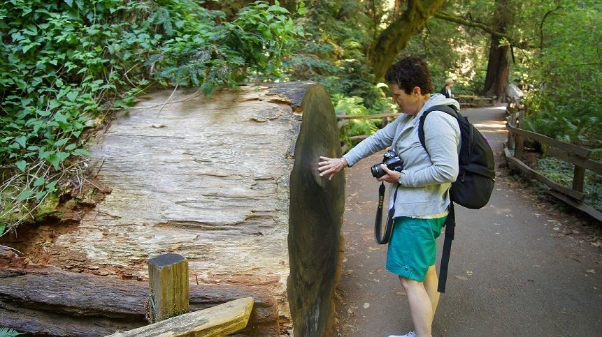 San Francisco: Muir Woods Tour & Hop-On Hop-Off Bus Pass - Tour Details