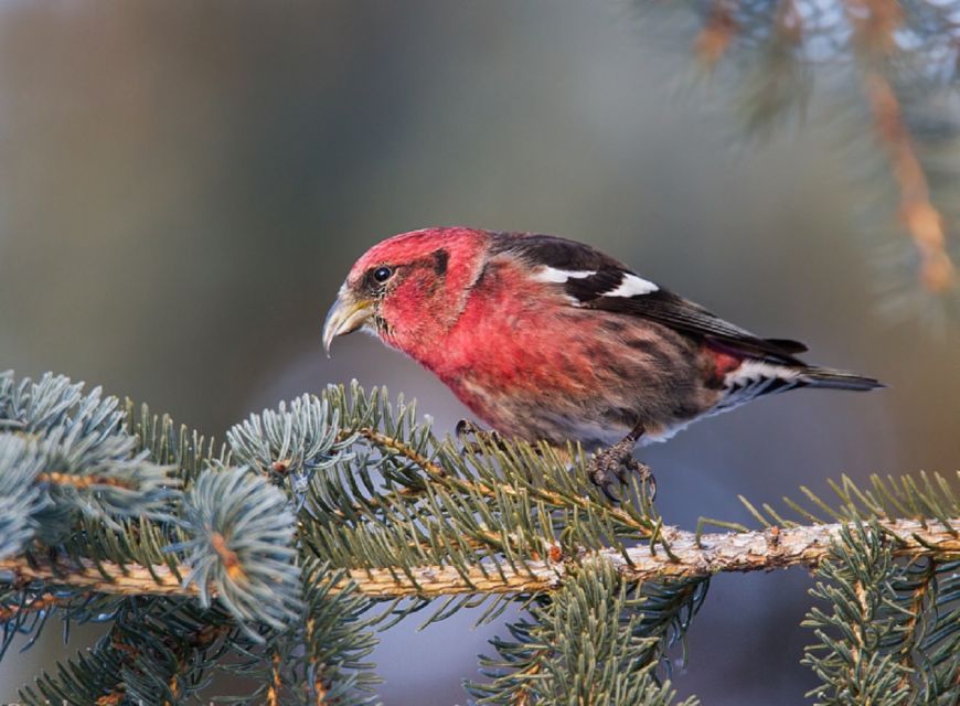 Saskatoon: Birdwatching Tour in President Murray Park - Key Points