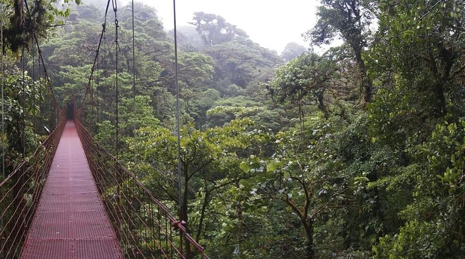 Small-Group 3-Hour Guided Nature Hike, Monteverde Cloud Forest  - Puntarenas - Key Points
