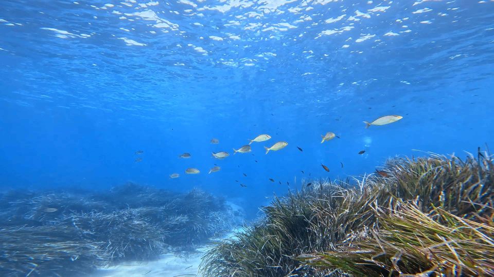 Snorkeling Guided Tour in Beautiful Marathopoli - Tour Details