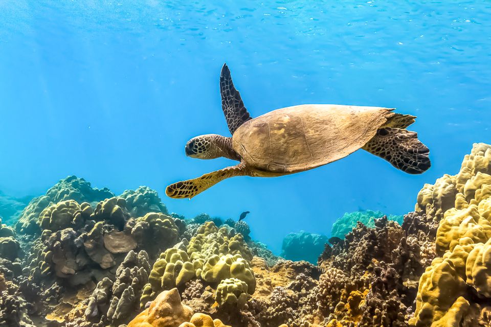 South Maui: Eco Friendly Molokini and Turtle Town Tour - Key Points