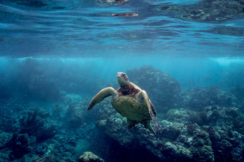 South Maui: Premium Turtle Town Kayak and Snorkel Tour - Tour Highlights
