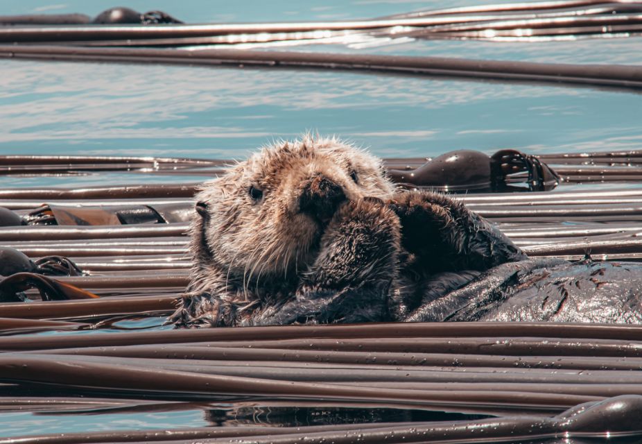 Telegraph Cove: Half-Day Whale Watching Tour - Key Points