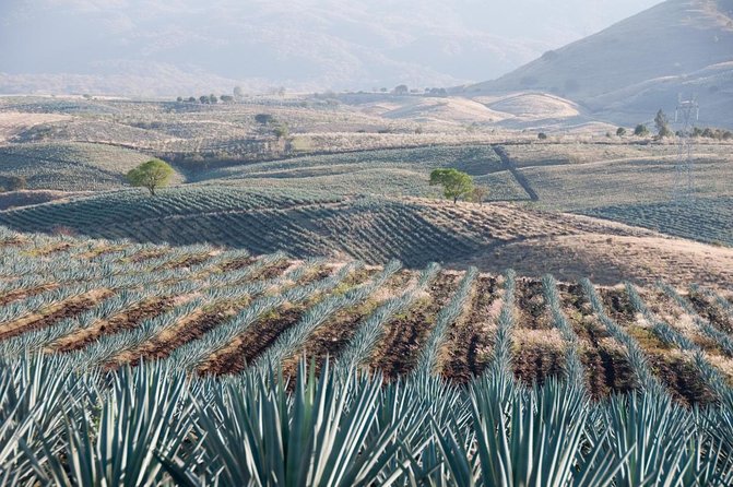 Tequila Day Experience Including Hacienda Cofradia With Lunch - Key Points