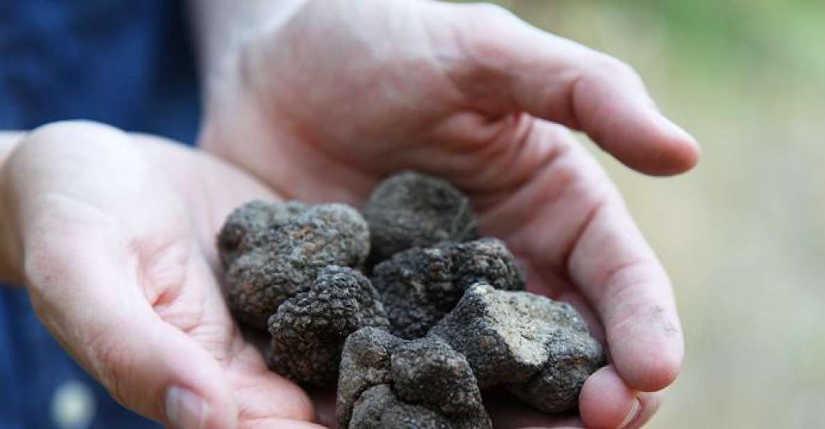 Truffle Hunting in Provence - Key Points