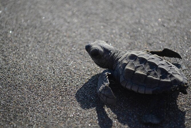 Turtle Nesting Tour - Tour Overview