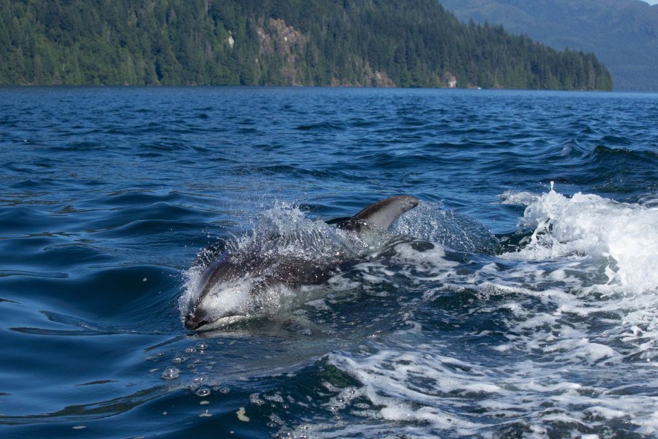 Vancouver Island: Campbell River Coastal Wildlife Adventure - Tour Details