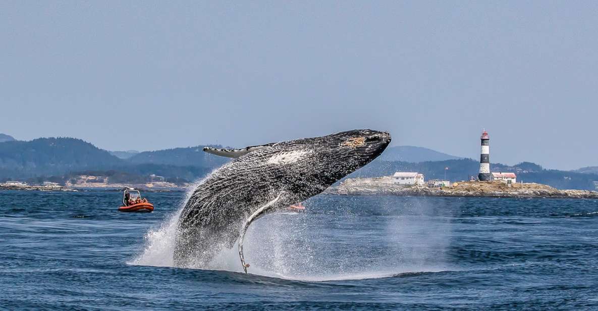 Victoria: 3-Hour Zodiac Whale-Watching Tour - Key Points