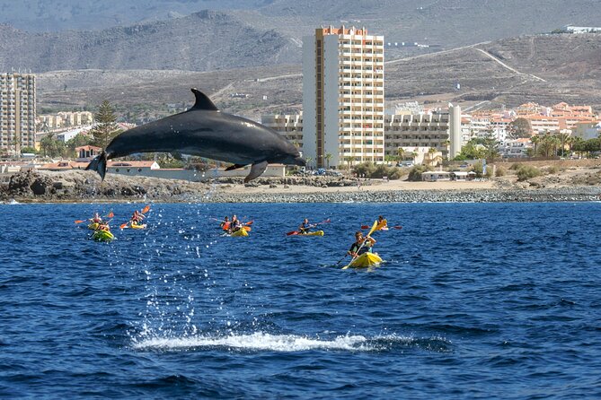 Whale and Dolphin Watching EcoAdventure in Tenerife - Key Points
