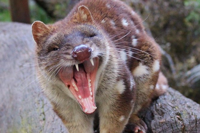 After Dark Tasmanian Devil Feeding Tour at Cradle Mountain - Tour Highlights and Features