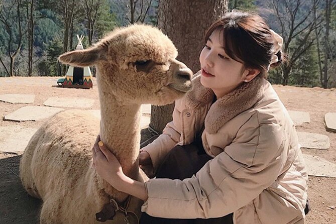 Alpaca World and Hongcheon Gingko Forest Golden Trails Day Tour - Tour Highlights and Overview