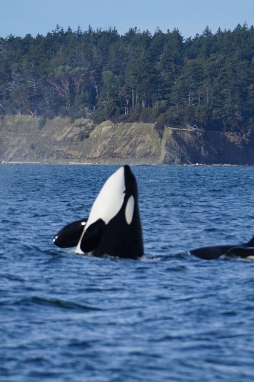 Anacortes: Whale Watching Boat Tour With Guide - Wildlife Encounter Experience