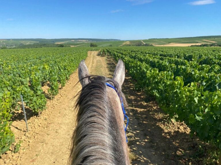 Burgundy : Horse Riding Tour in Chablis