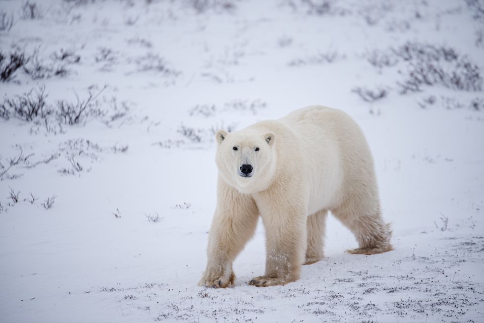 Churchill: Exclusive Tundra Buggy Day Trip - Trip Overview