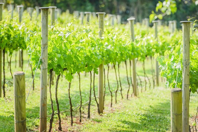Deluxe Wine Tour to Tamborine Mountain, Includes Two Course Lunch - Whats Included in the Tour