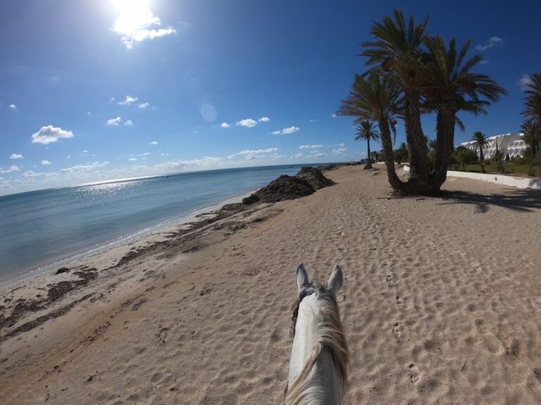 Djerba: 2-Hour Lagoon Horse Riding Experience