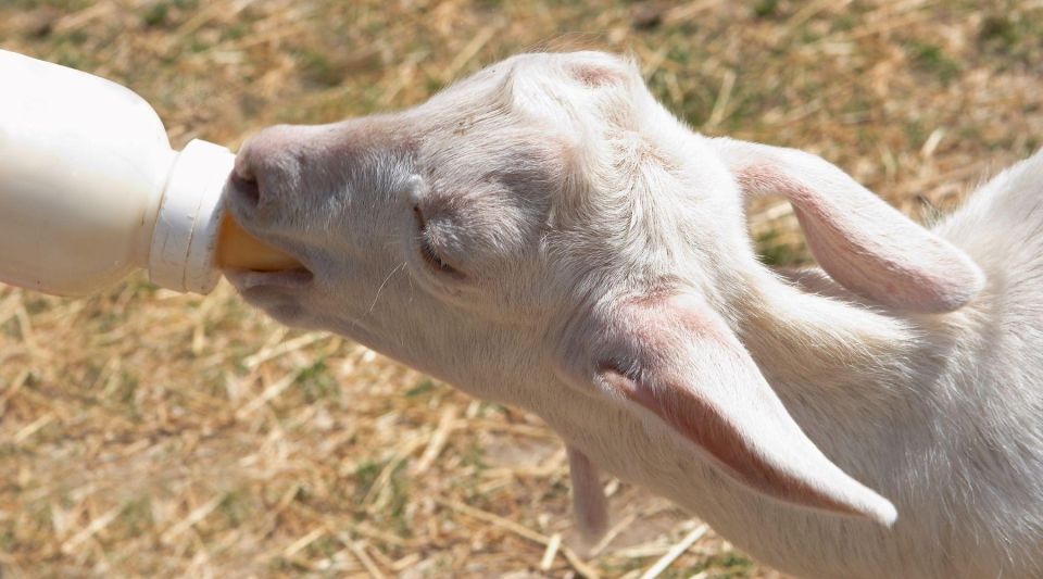 Enjoy Lunch With Pure Products From the Corfu Farm - Farm Tour and Secrets Revealed