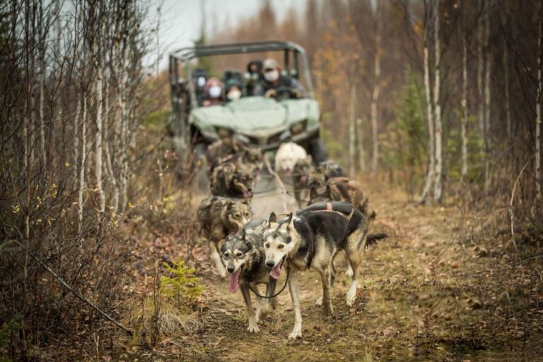 Fairbanks: Fall Cart Adventure Pulled by a Sled Dog