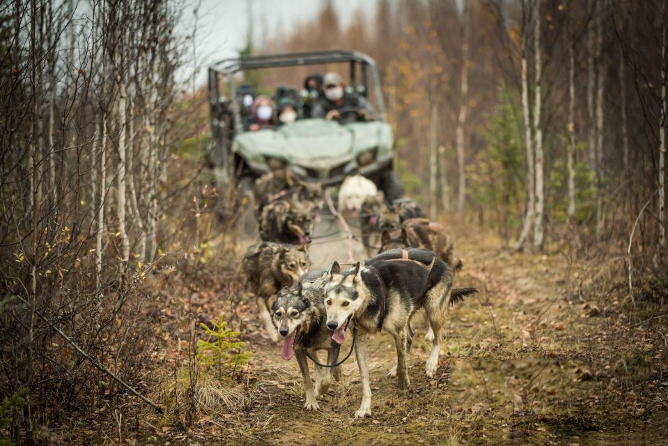 Fairbanks: Fall Cart Adventure Pulled by a Sled Dog - Booking Details