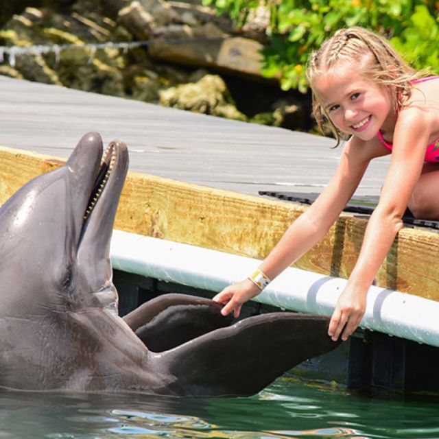 Florida Keys: Dockside Dolphin Experience