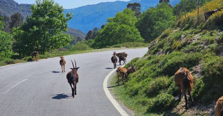 From Braga: Full-Day Tour in Gerês National Park