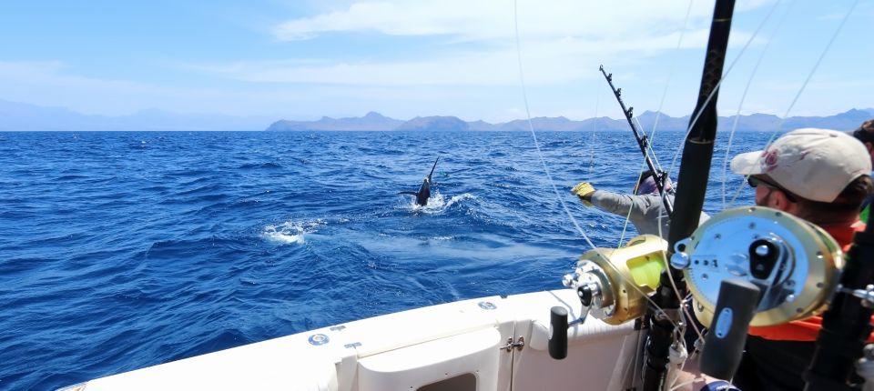 From Funchal : Big Game Fishing Boat Trip - Activity Overview