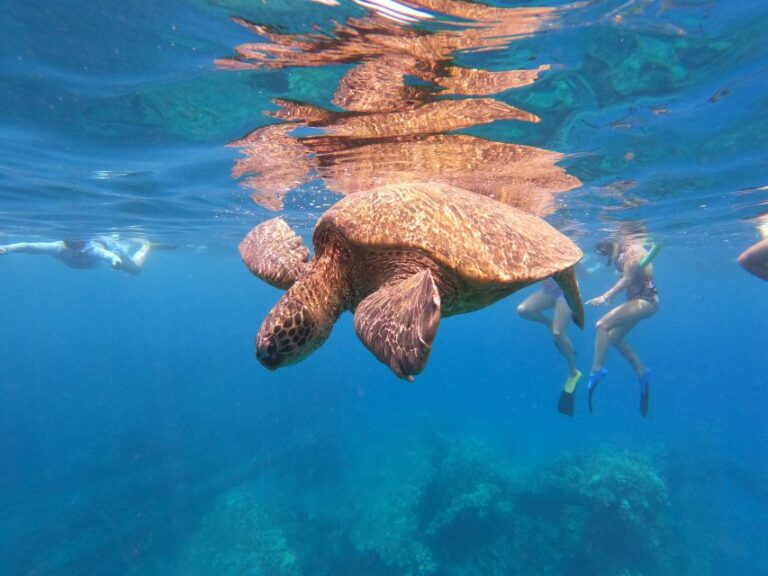 From Ka’anapali Beach: West Maui Half-Day Snorkel Adventure