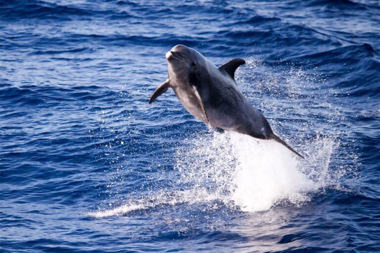 From Maalaea Harbor: Lanai Snorkel and Dolphin Adventure