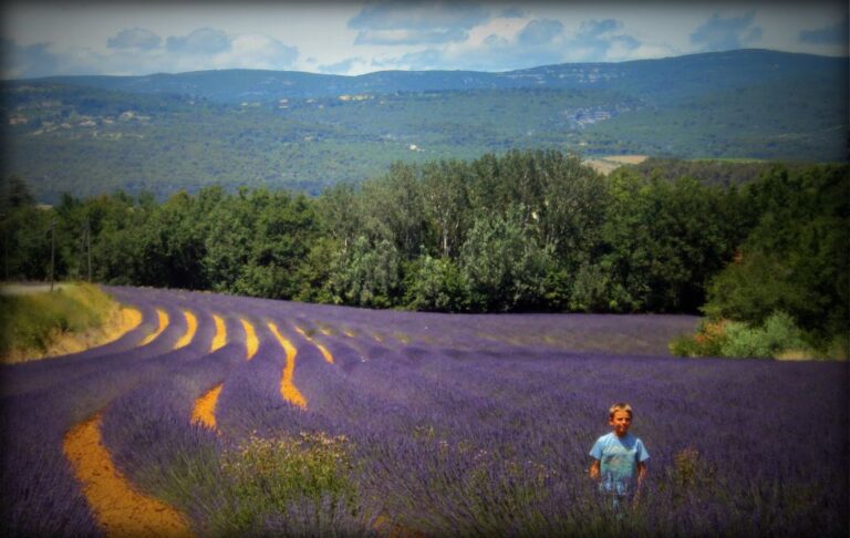 From Marseille: Valensole Lavenders Tour From Cruise Port