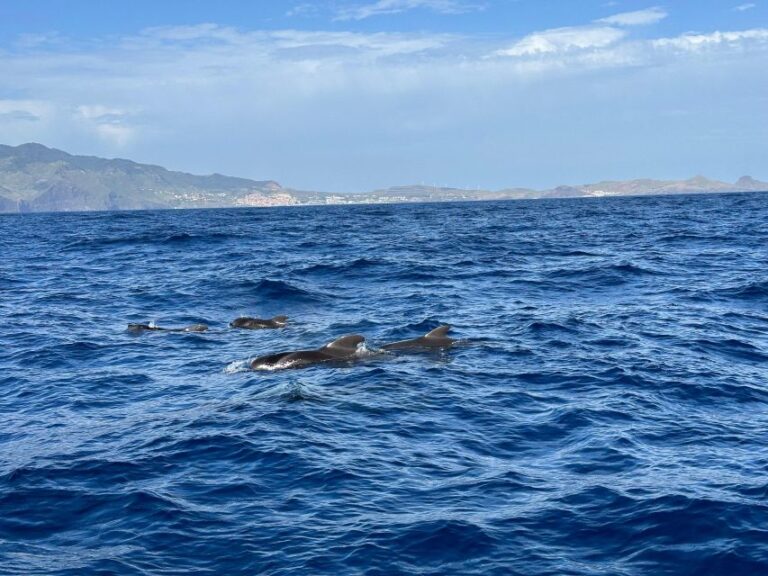 Funchal: Dolphins and Whales Watching Tour by RIB Boat