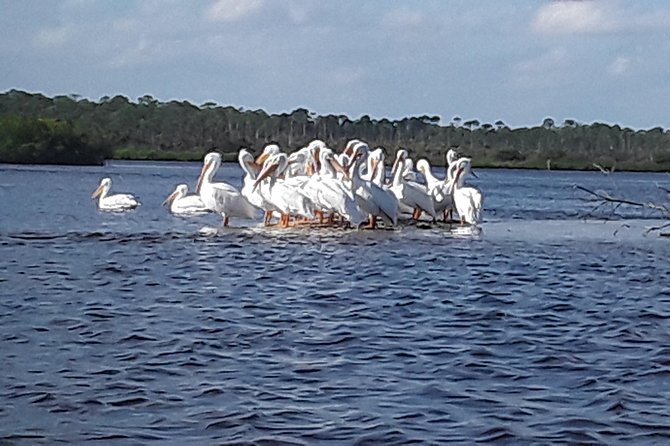 Guided Wildlife Eco Kayak Tour in New Smyrna Beach - Tour Details and Requirements