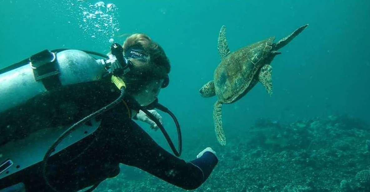 Hilo: 1-Tank Certified Beach Dive at Sea Turtle Cove - Dive Details