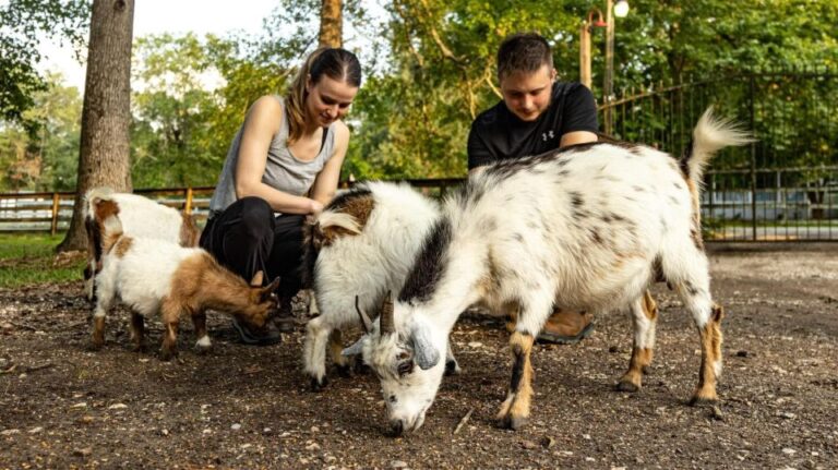 Houston: Adorable Mini Goats Experience E