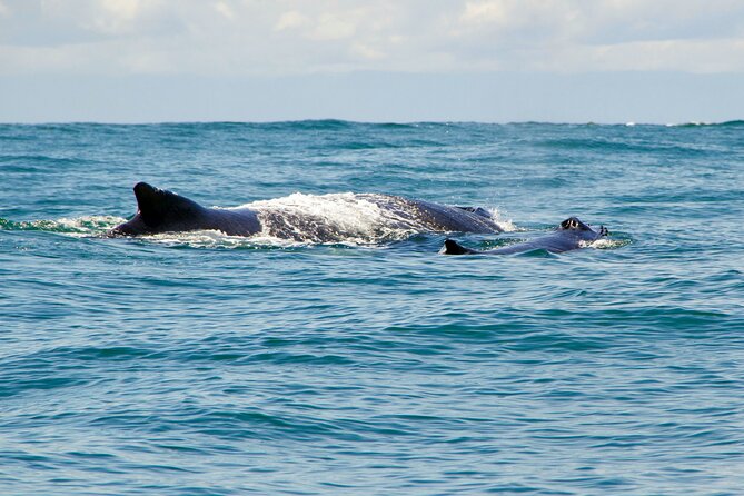 Humpback Whale Watching in Bahia Málaga Colombia - Best Time for Whale Watching