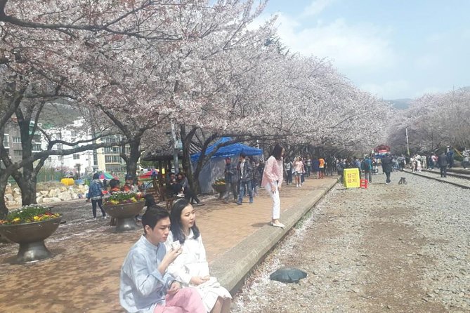 Jinhae Cherry Blossom and Busan Sunrise Tour From Seoul - Tour Highlights and Inclusions