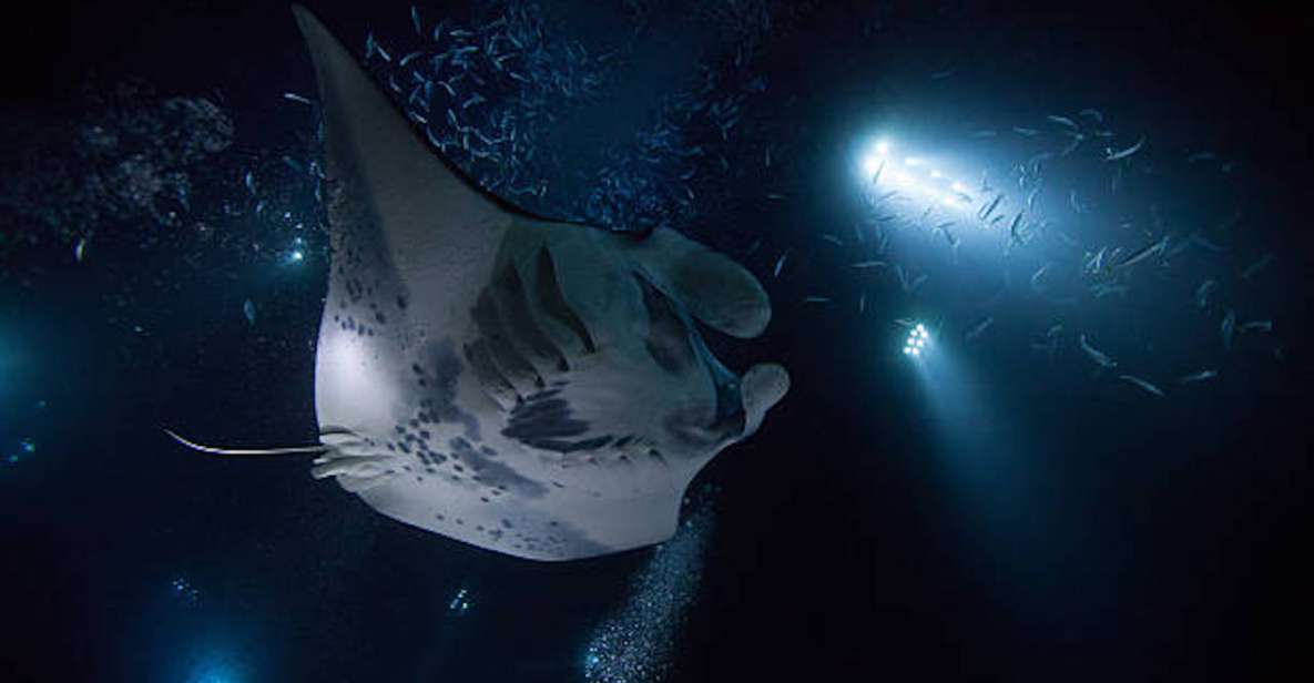 Kailua-Kona: Manta Ray Watching Nighttime Boat Trip - Inclusions and Exclusions