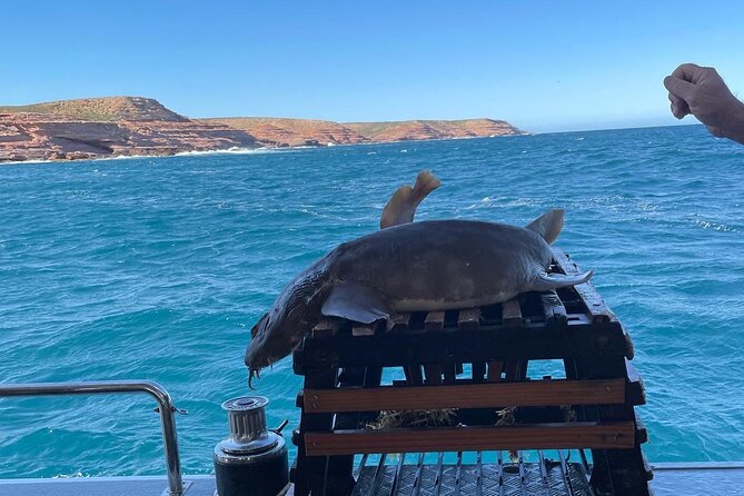 Kalbarri Rock Lobster Pot Pull Tour - Tour Highlights and Inclusions