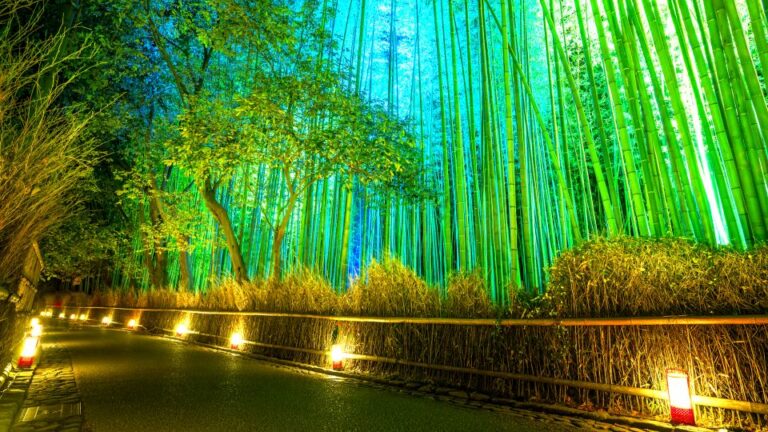 Kyoto: Japanese Gardens Private Customizable Tour