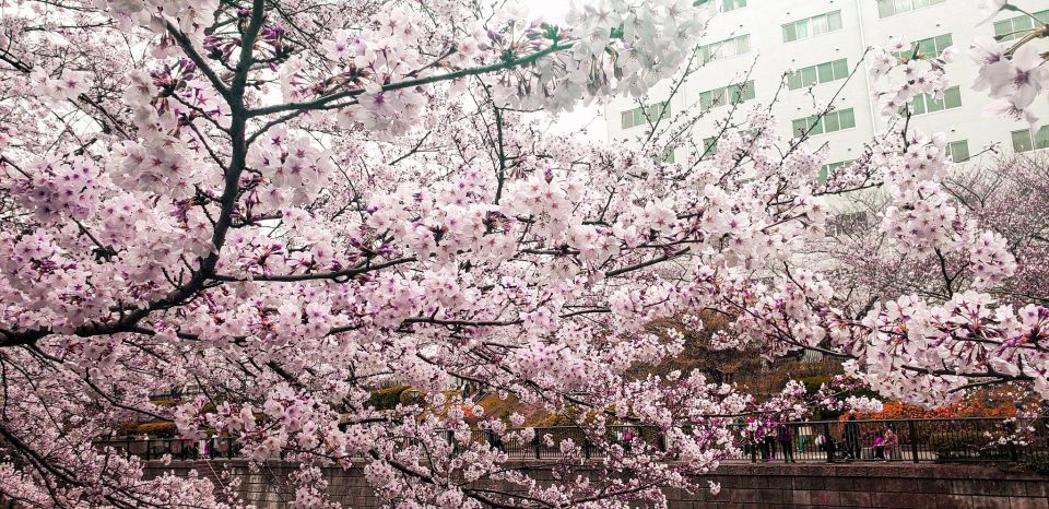 Licensed Guide Tokyo Meguro Cherry Blossom Walking Tour - Activity Details